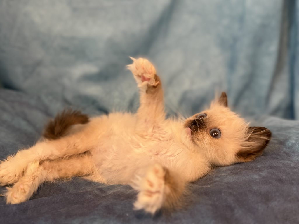 Ragdollkittens.co.uk