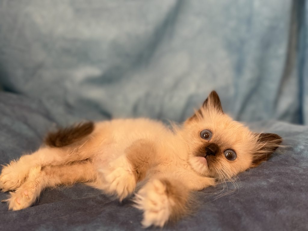 Ragdollkittens.co.uk