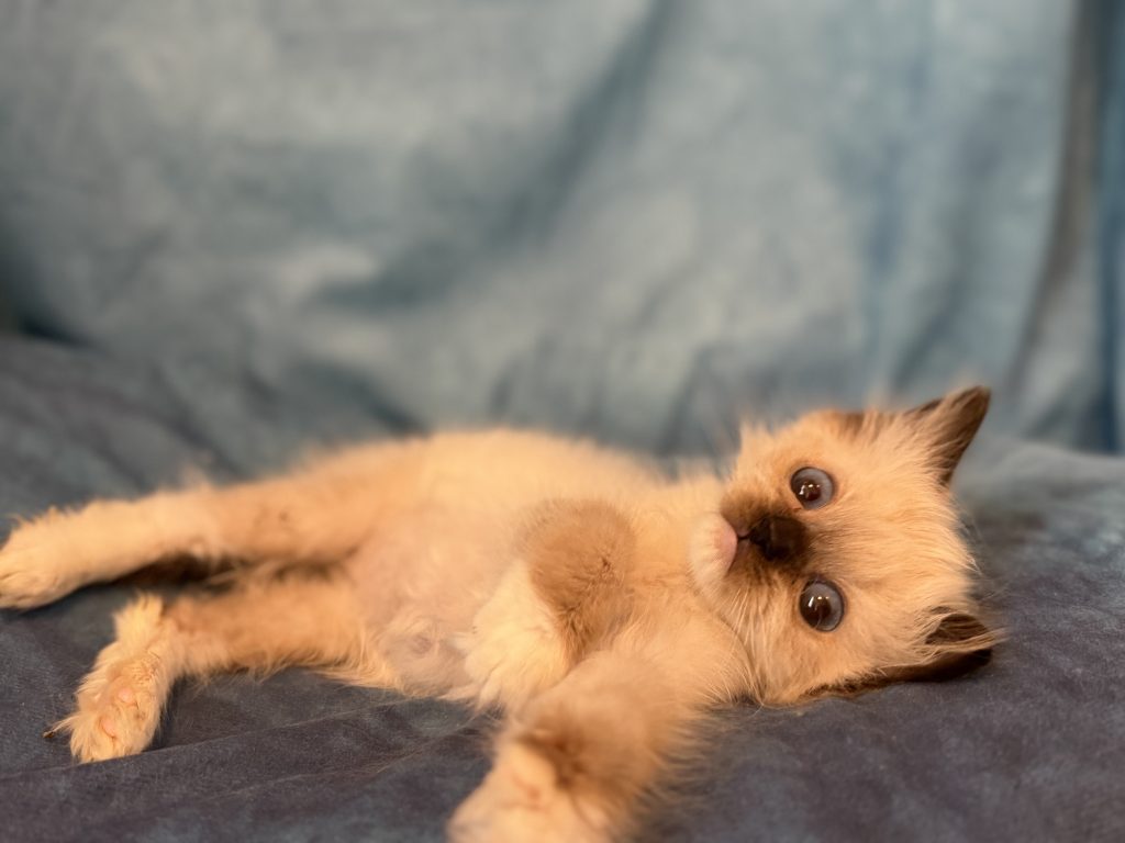Ragdollkittens.co.uk