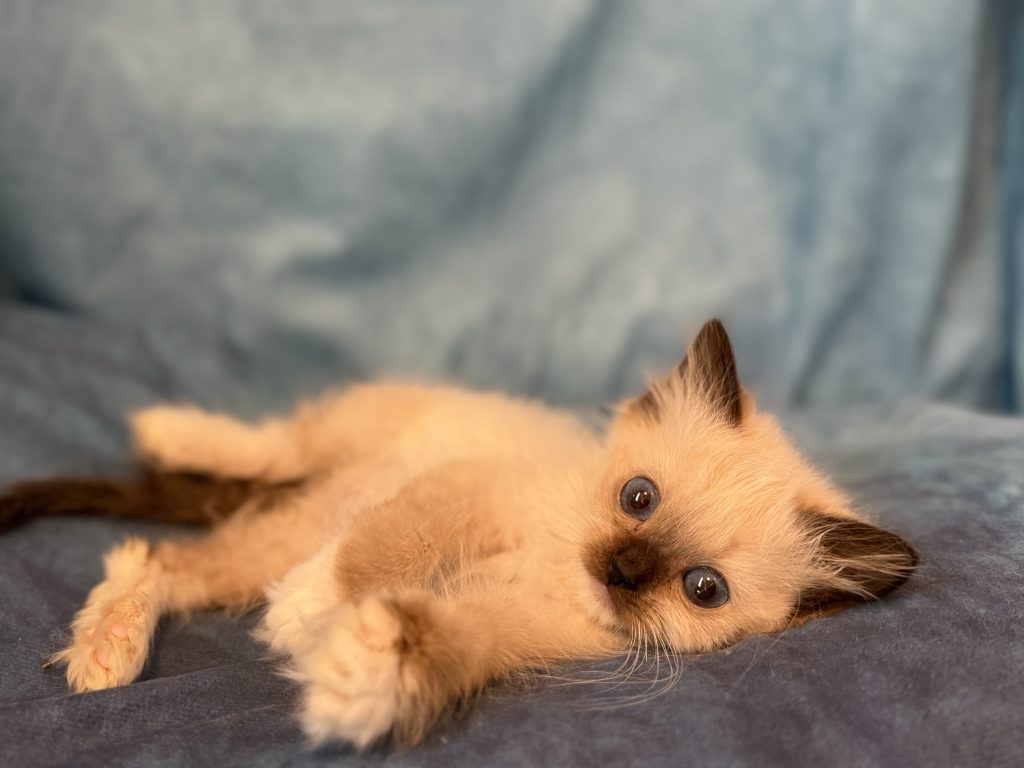 Ragdollkittens.co.uk