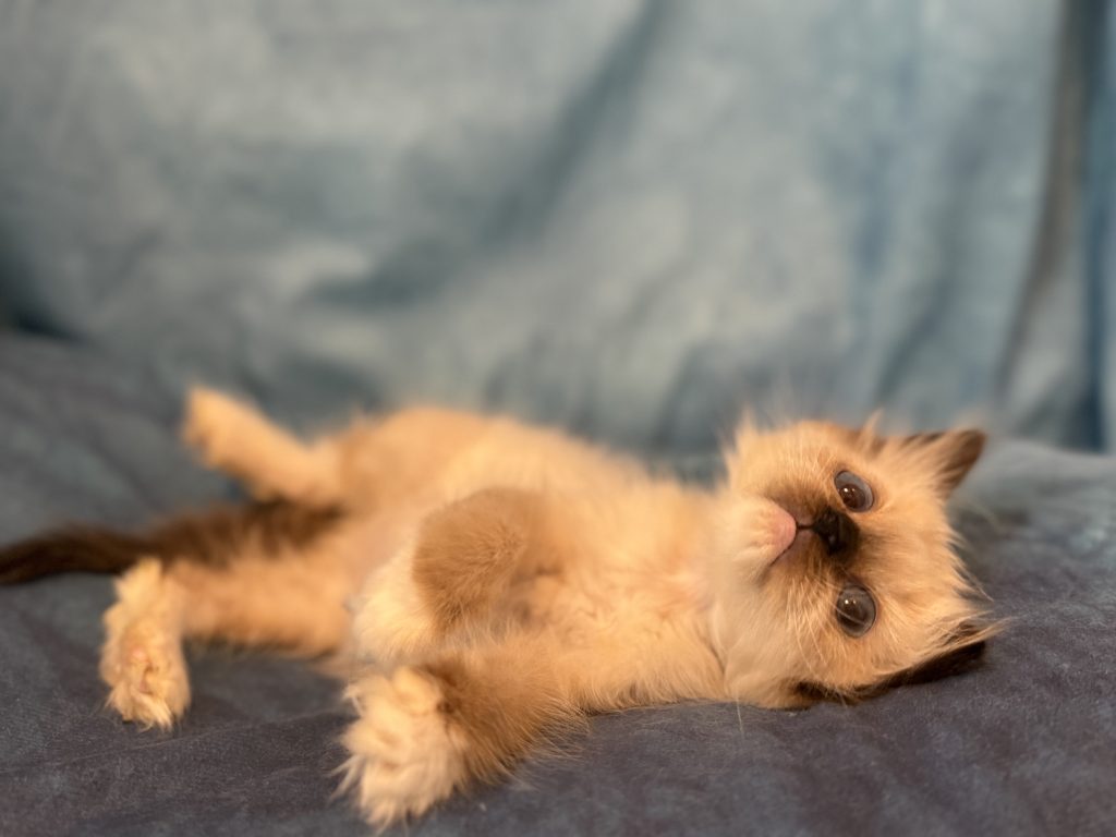 Ragdollkittens.co.uk