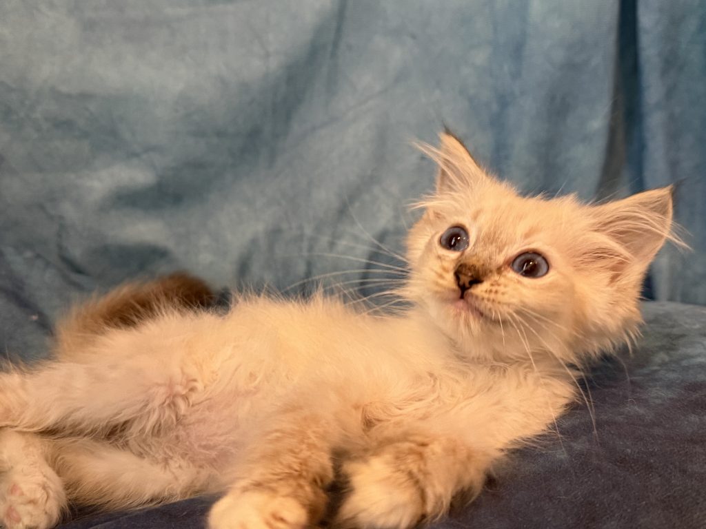 Ragdollkittens.co.uk