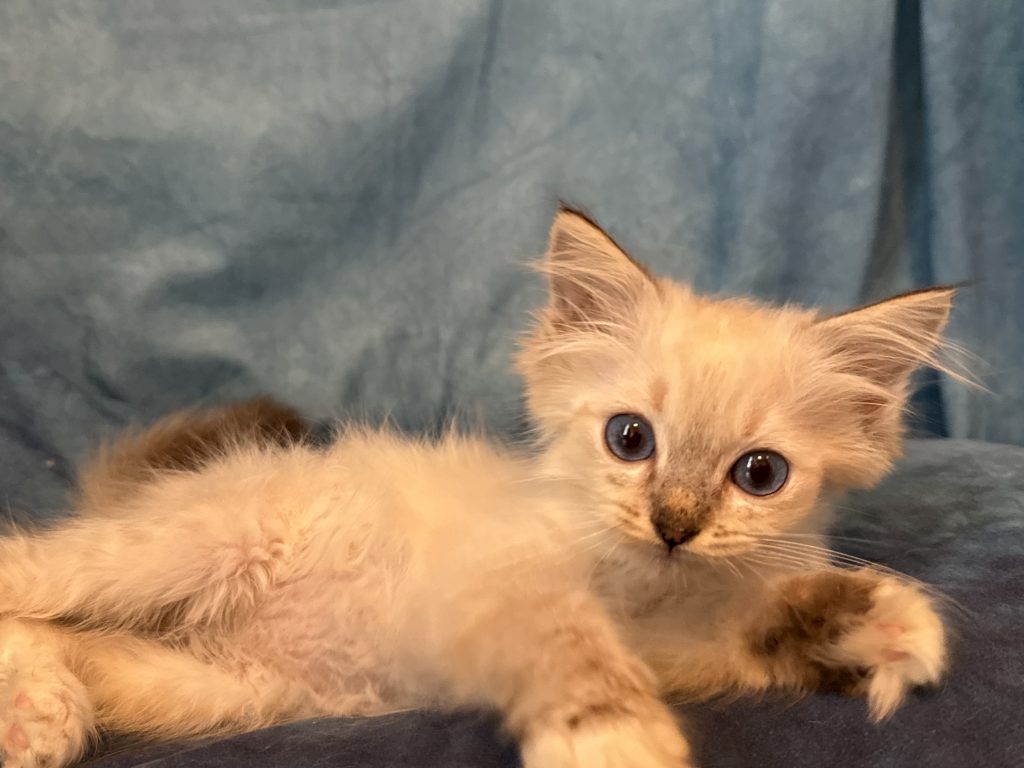 Ragdollkittens.co.uk