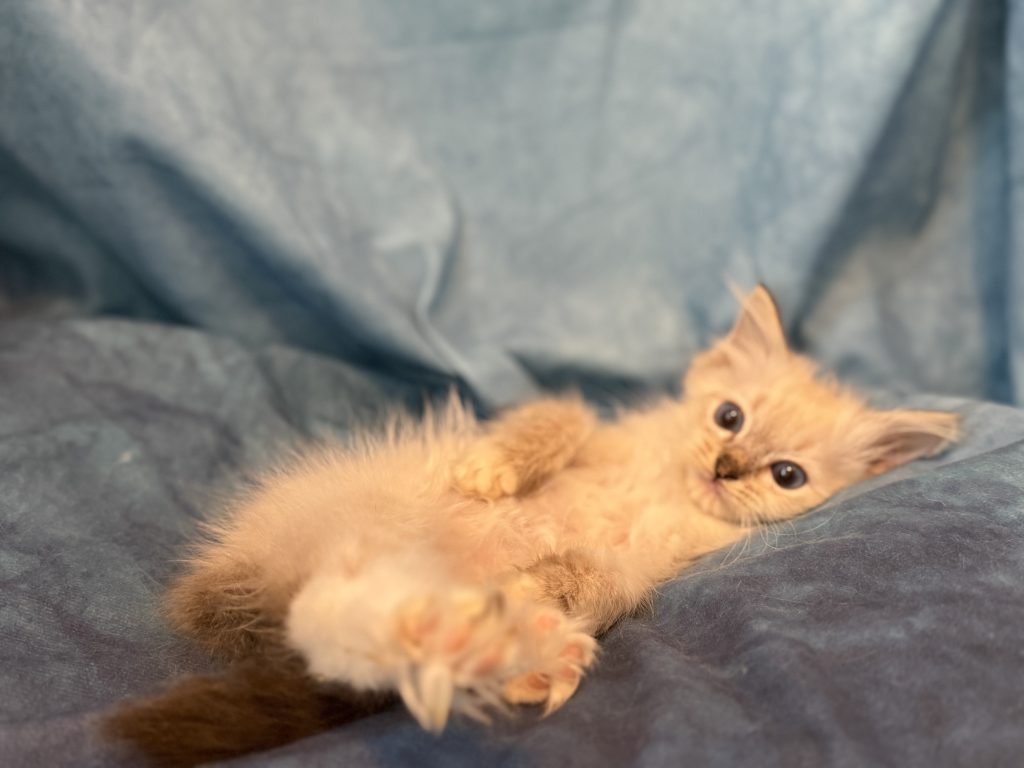 Ragdollkittens.co.uk