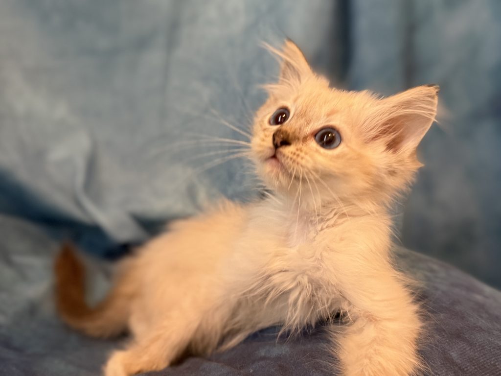 Ragdollkittens.co.uk