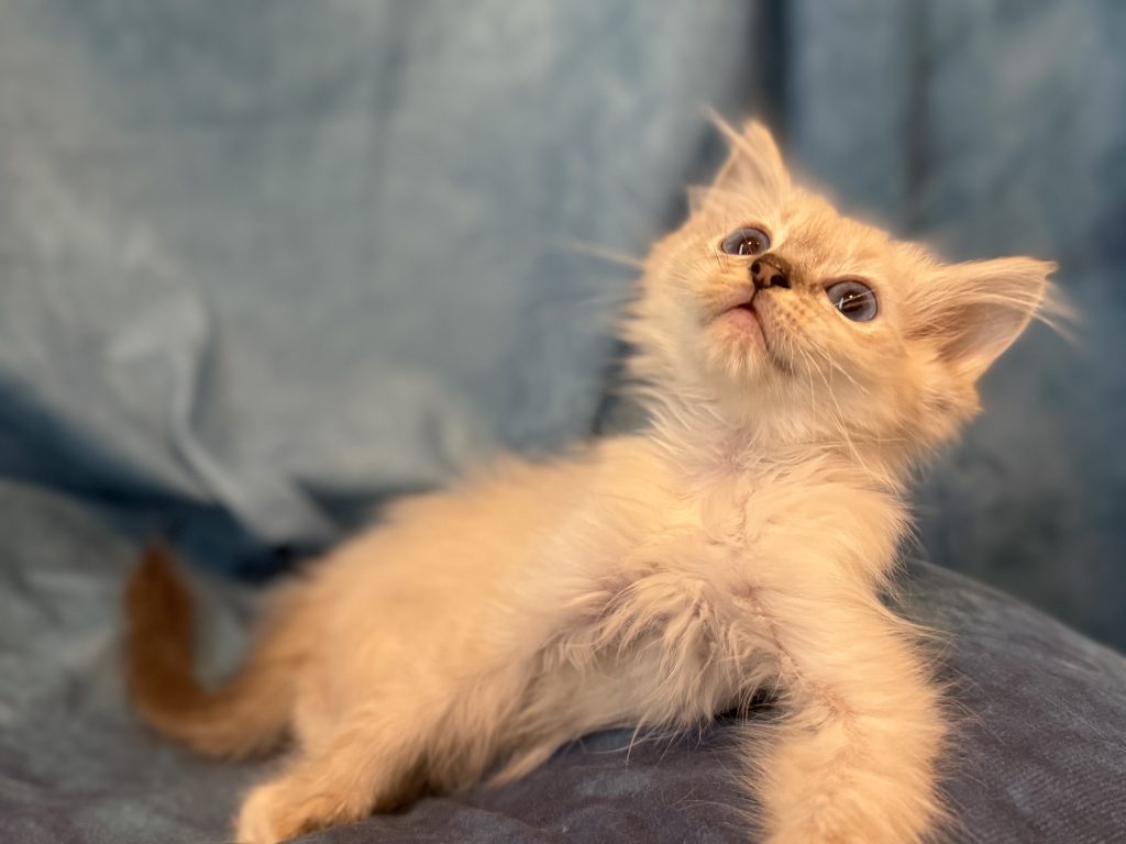 Ragdollkittens.co.uk