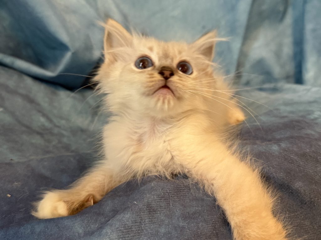 Ragdollkittens.co.uk