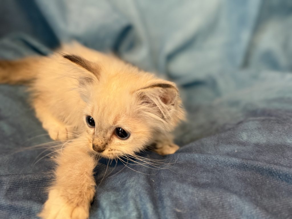 Ragdollkittens.co.uk