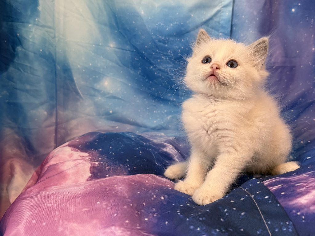 Ragdollkittens.co.uk