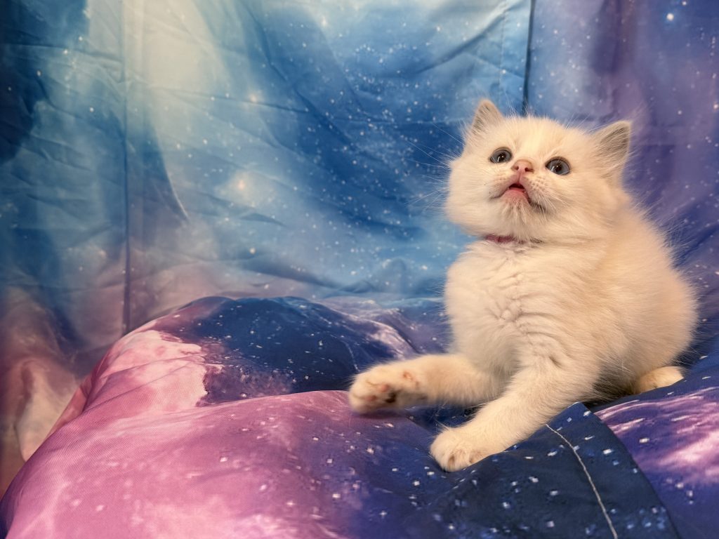 Ragdollkittens.co.uk