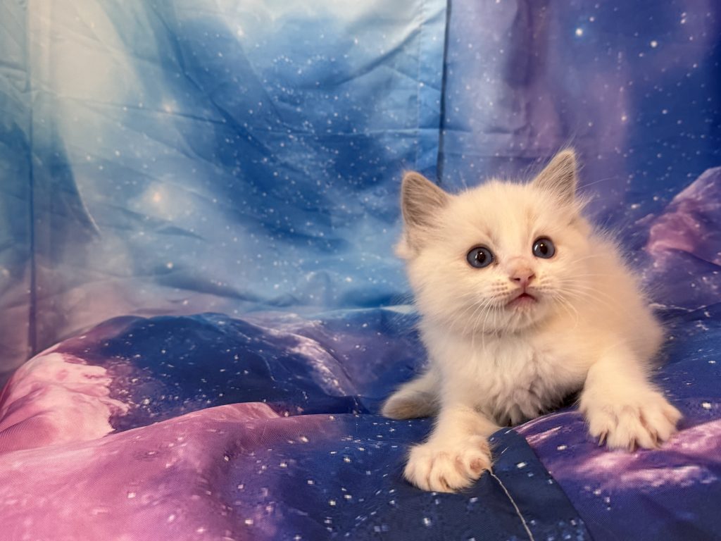 Ragdollkittens.co.uk