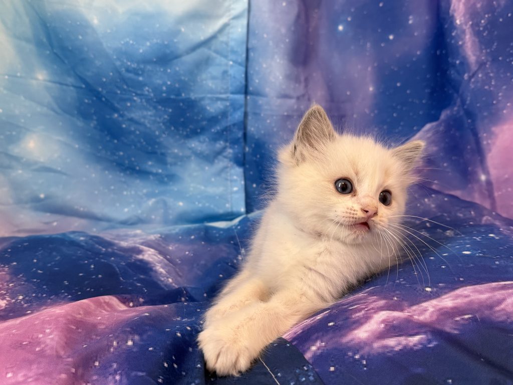 Ragdollkittens.co.uk