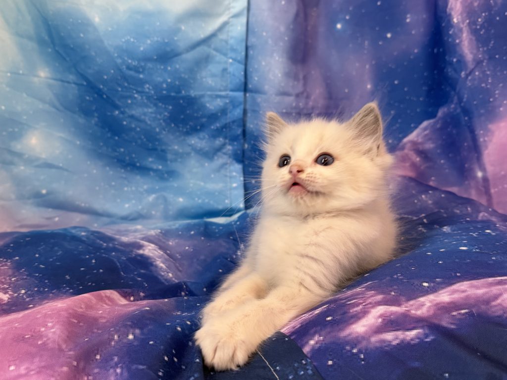 Ragdollkittens.co.uk