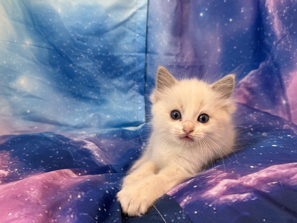 Ragdollkittens.co.uk
