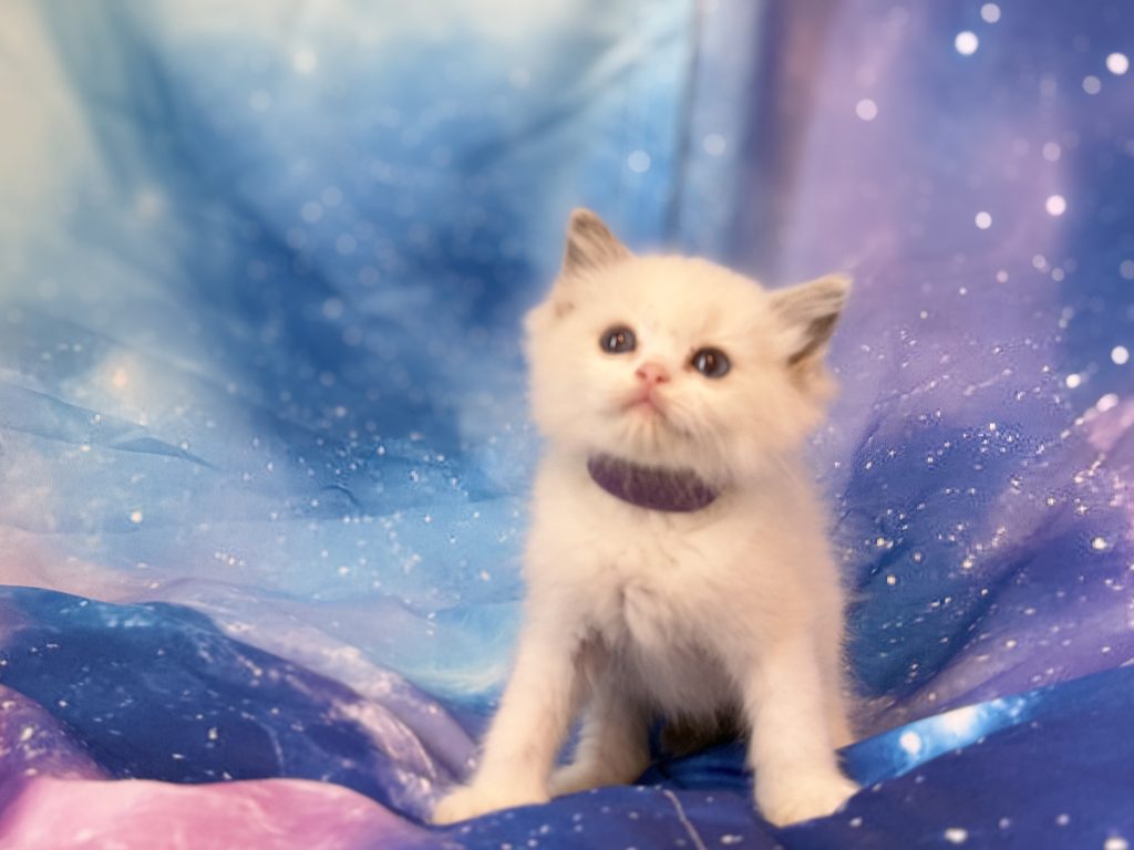 Ragdollkittens.co.uk