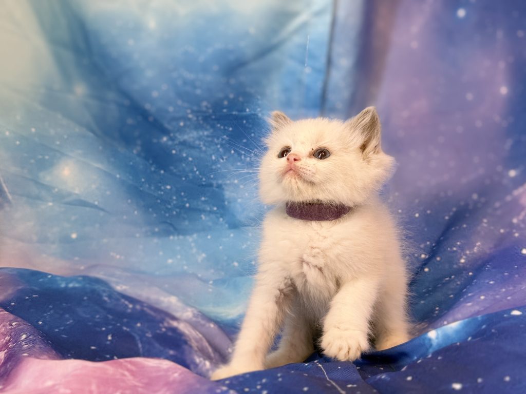 Ragdollkittens.co.uk