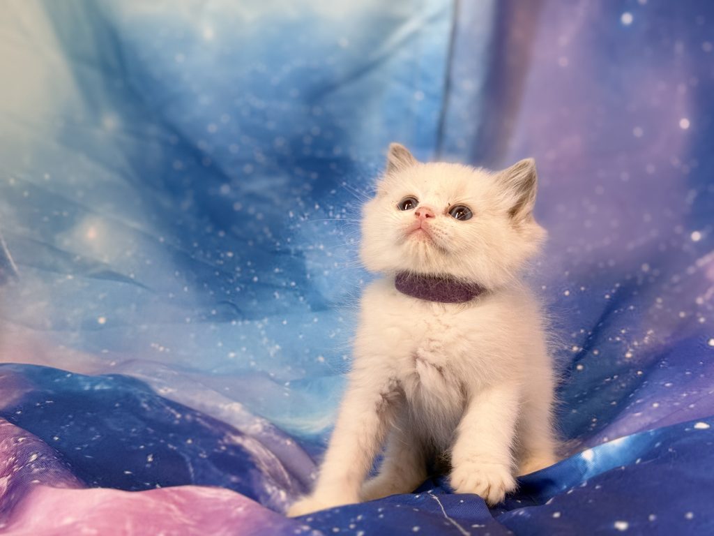 Ragdollkittens.co.uk