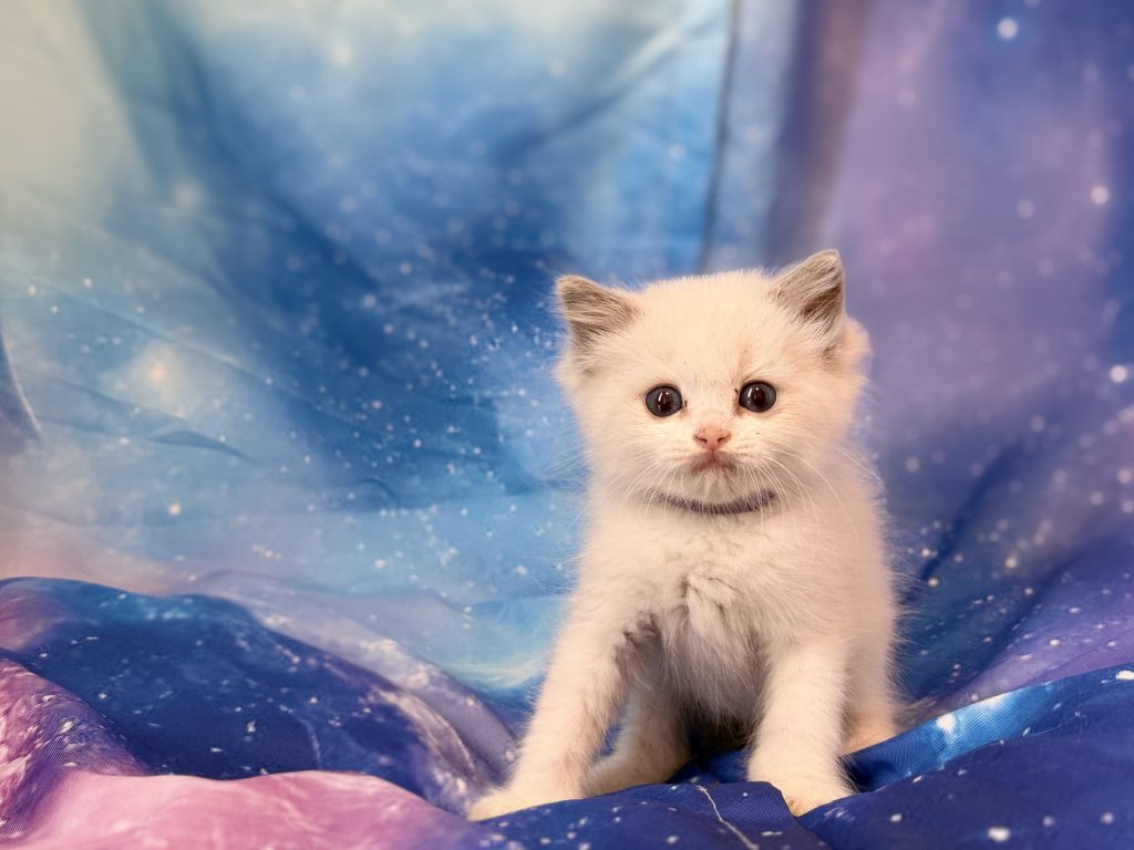 Ragdollkittens.co.uk