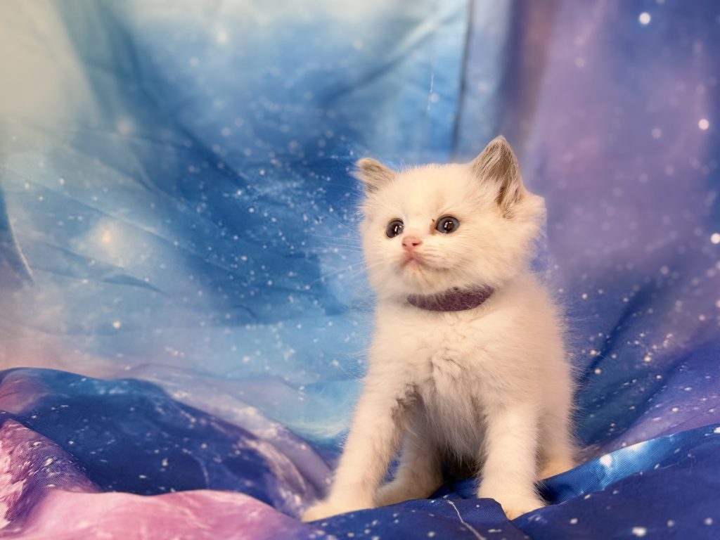 Ragdollkittens.co.uk