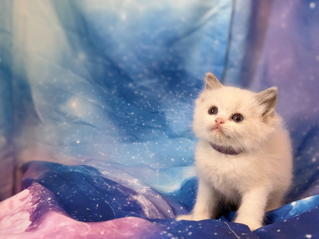 Ragdollkittens.co.uk