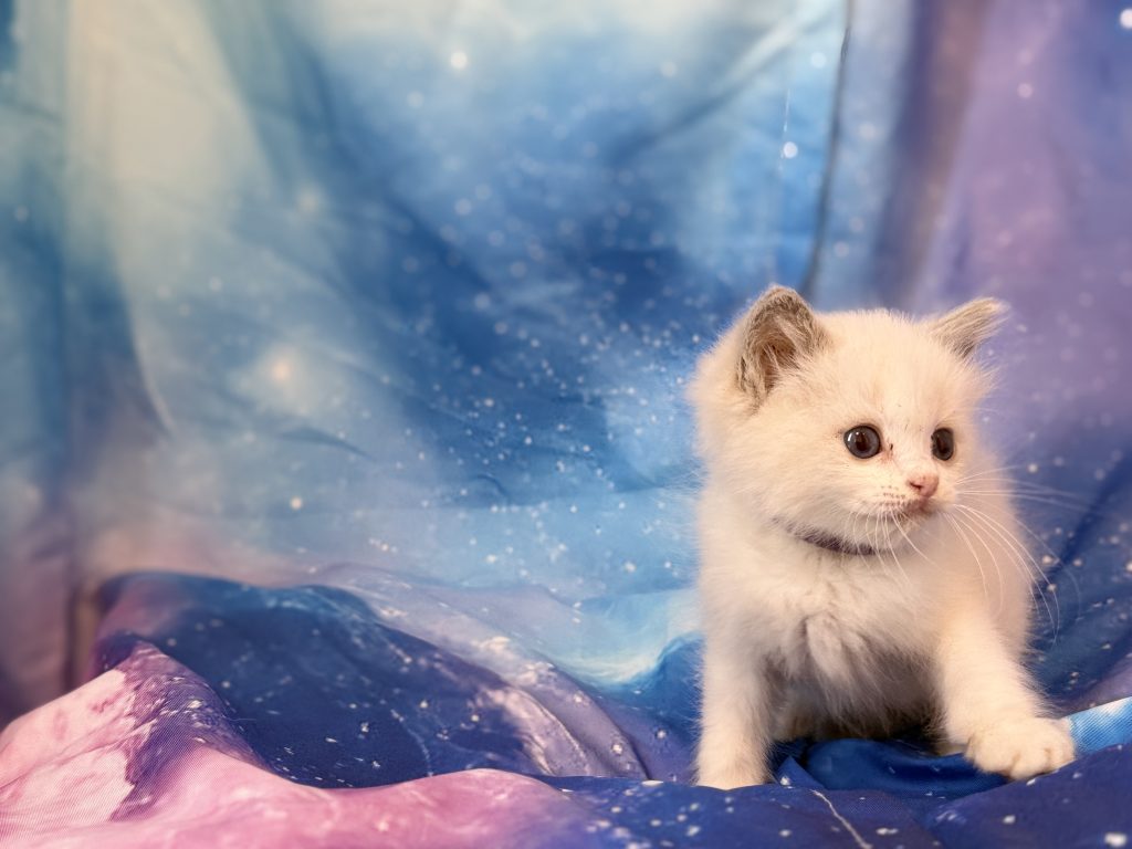 Ragdollkittens.co.uk