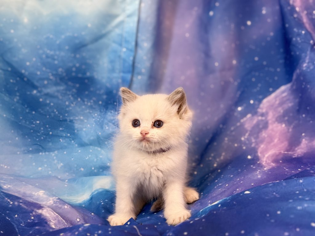 Ragdollkittens.co.uk