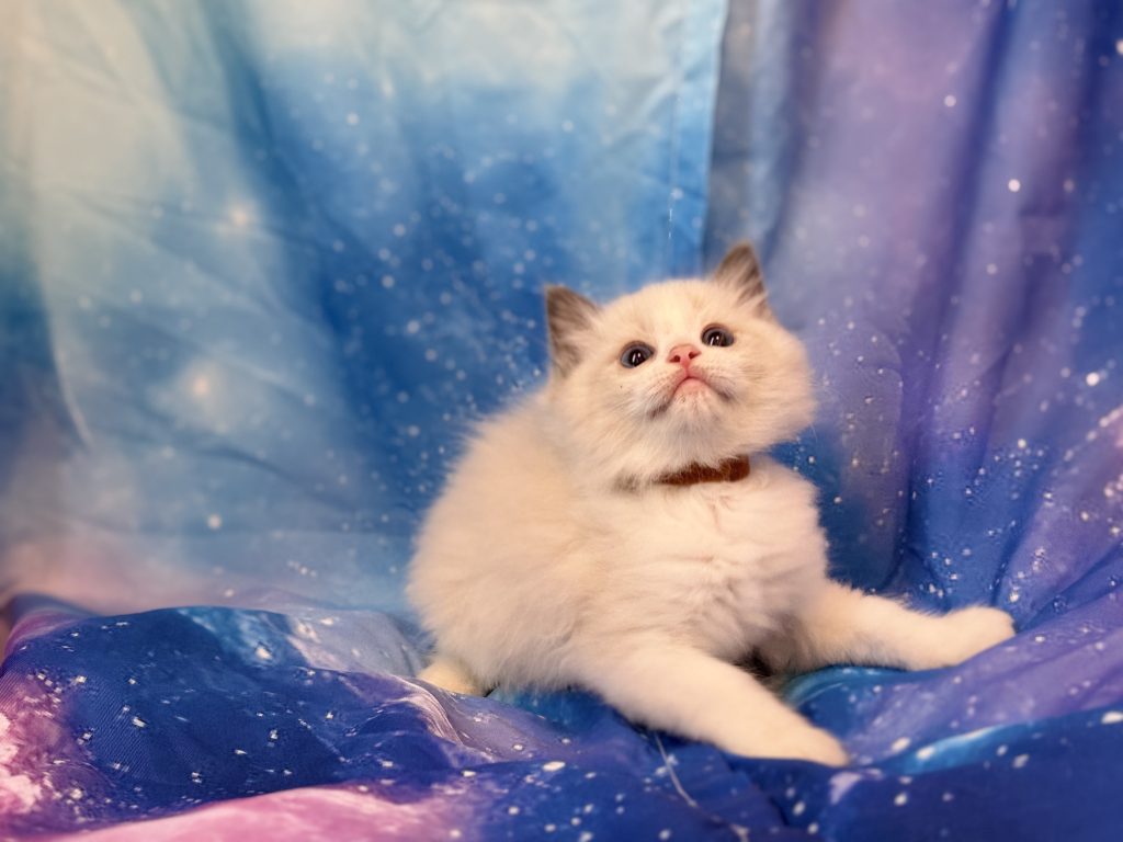 Ragdollkittens.co.uk