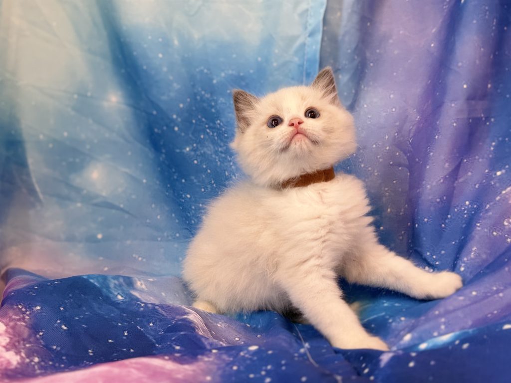 Ragdollkittens.co.uk