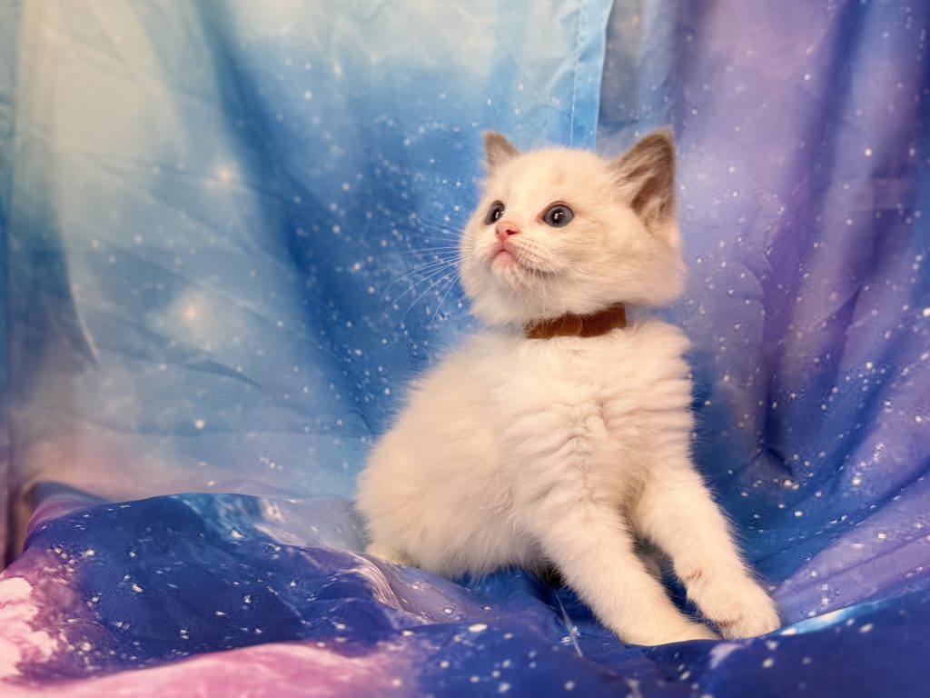 Ragdollkittens.co.uk