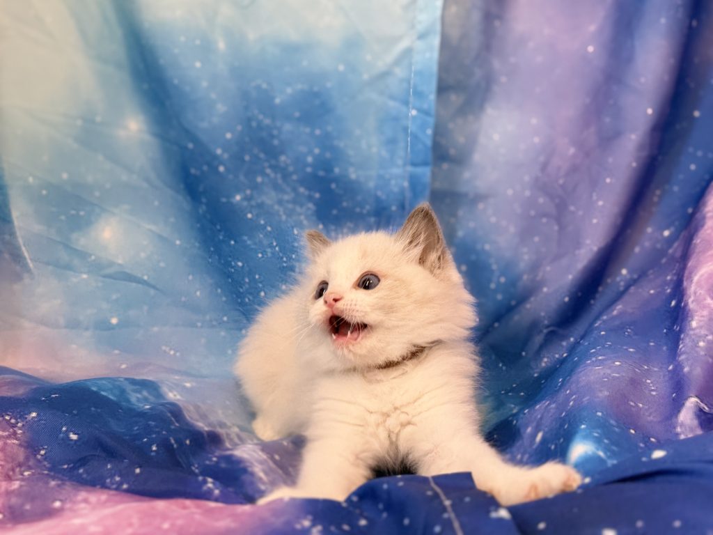 Ragdollkittens.co.uk