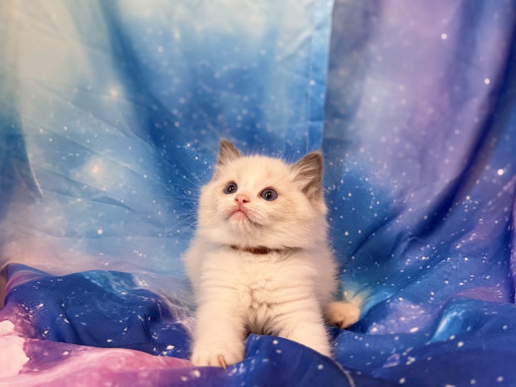 Ragdollkittens.co.uk