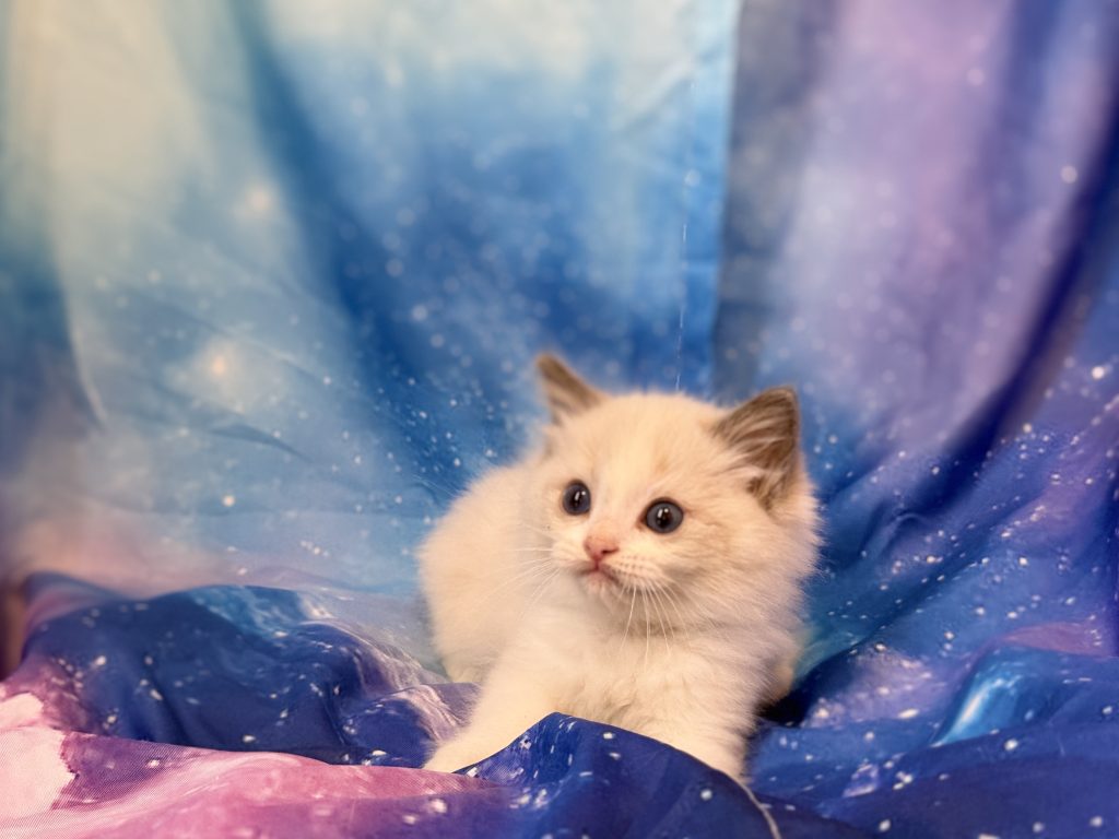 Ragdollkittens.co.uk