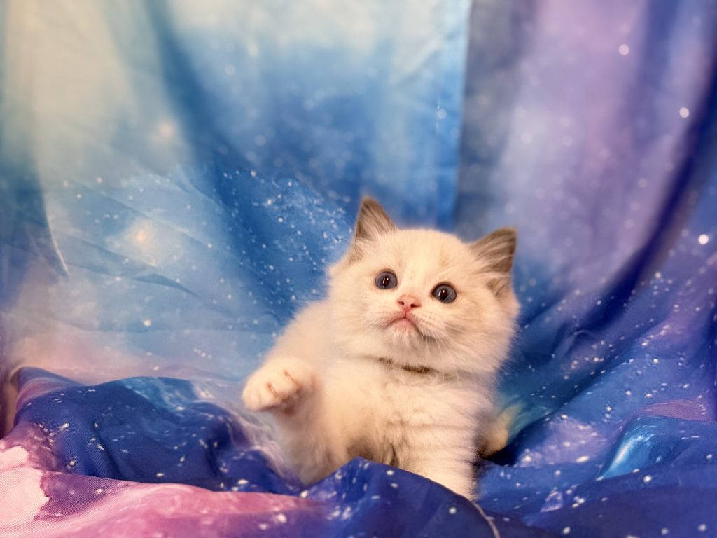 Ragdollkittens.co.uk