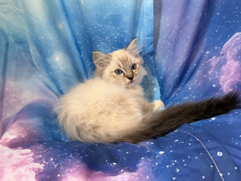 Ragdollkittens.co.uk