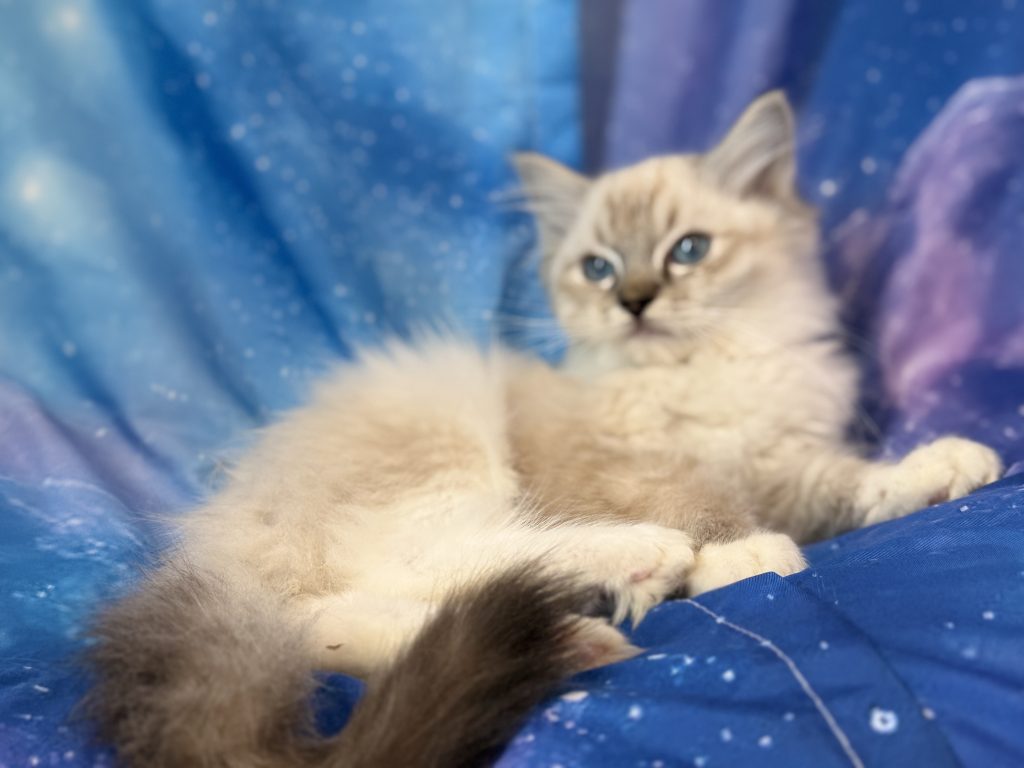 Ragdollkittens.co.uk