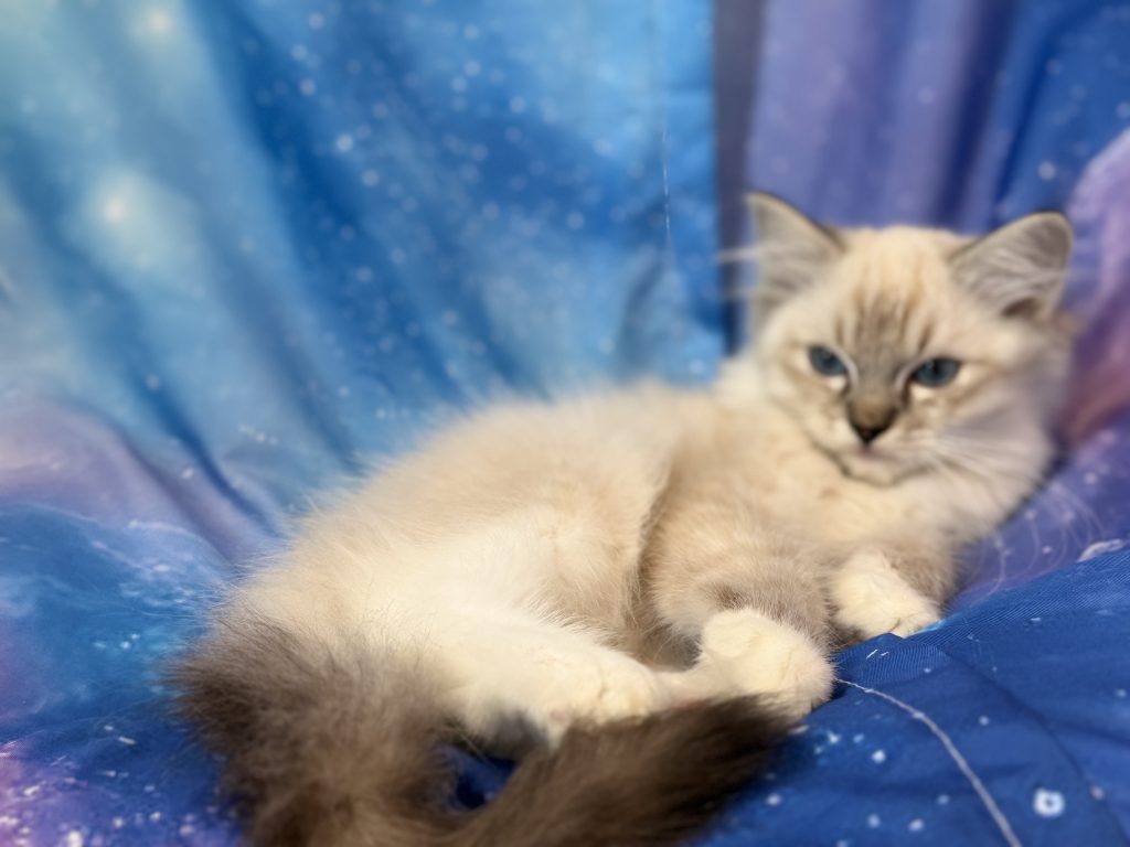 Ragdollkittens.co.uk