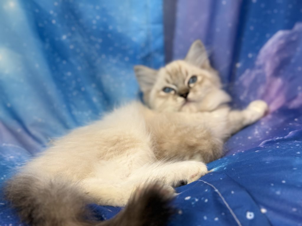 Ragdollkittens.co.uk
