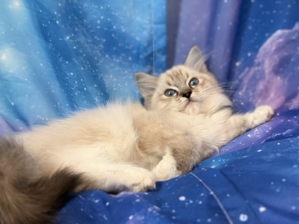 Ragdollkittens.co.uk