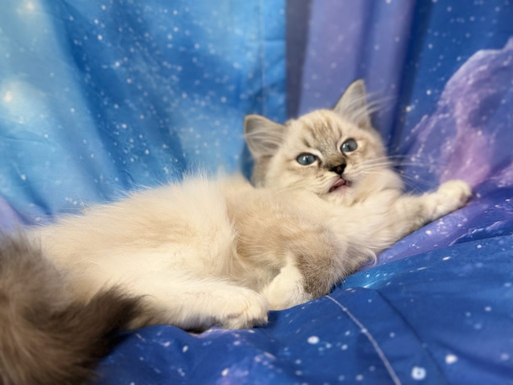 Ragdollkittens.co.uk