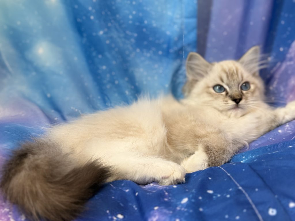 Ragdollkittens.co.uk