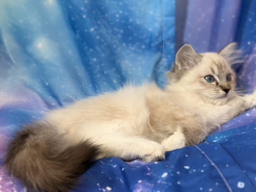 Ragdollkittens.co.uk