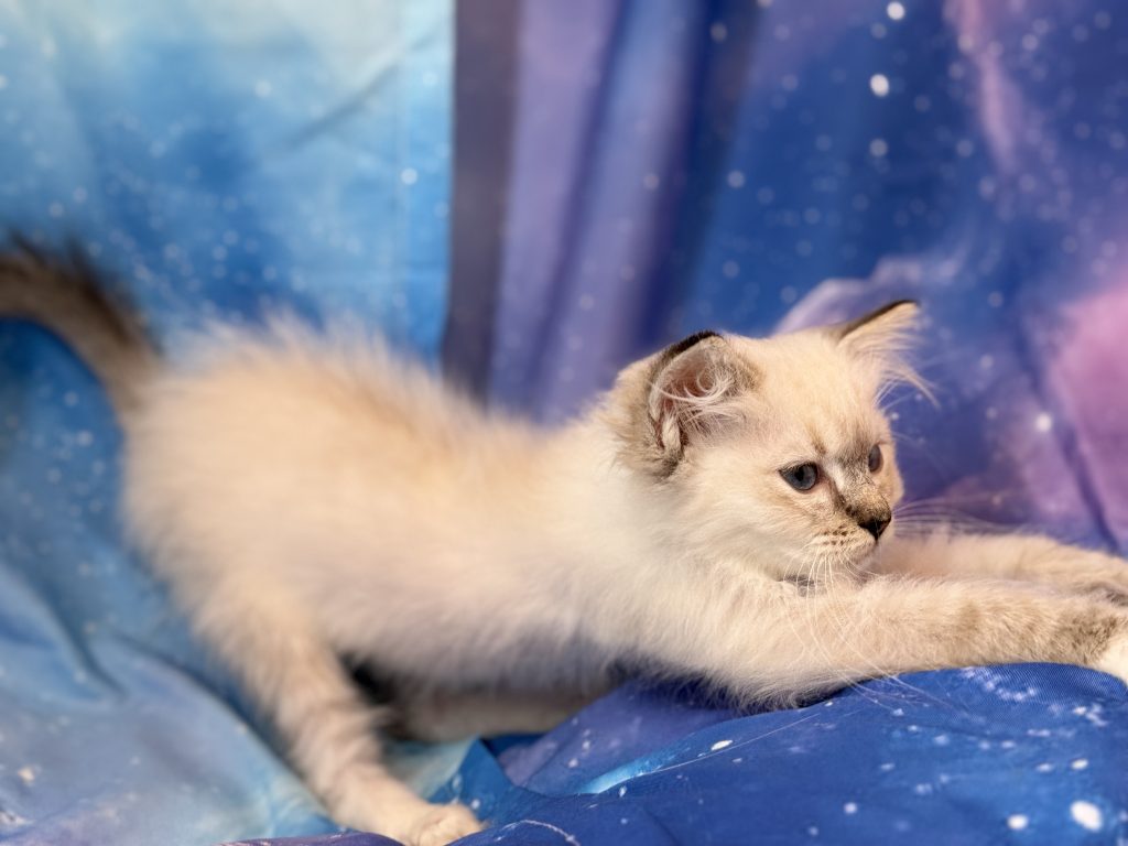 Ragdollkittens.co.uk