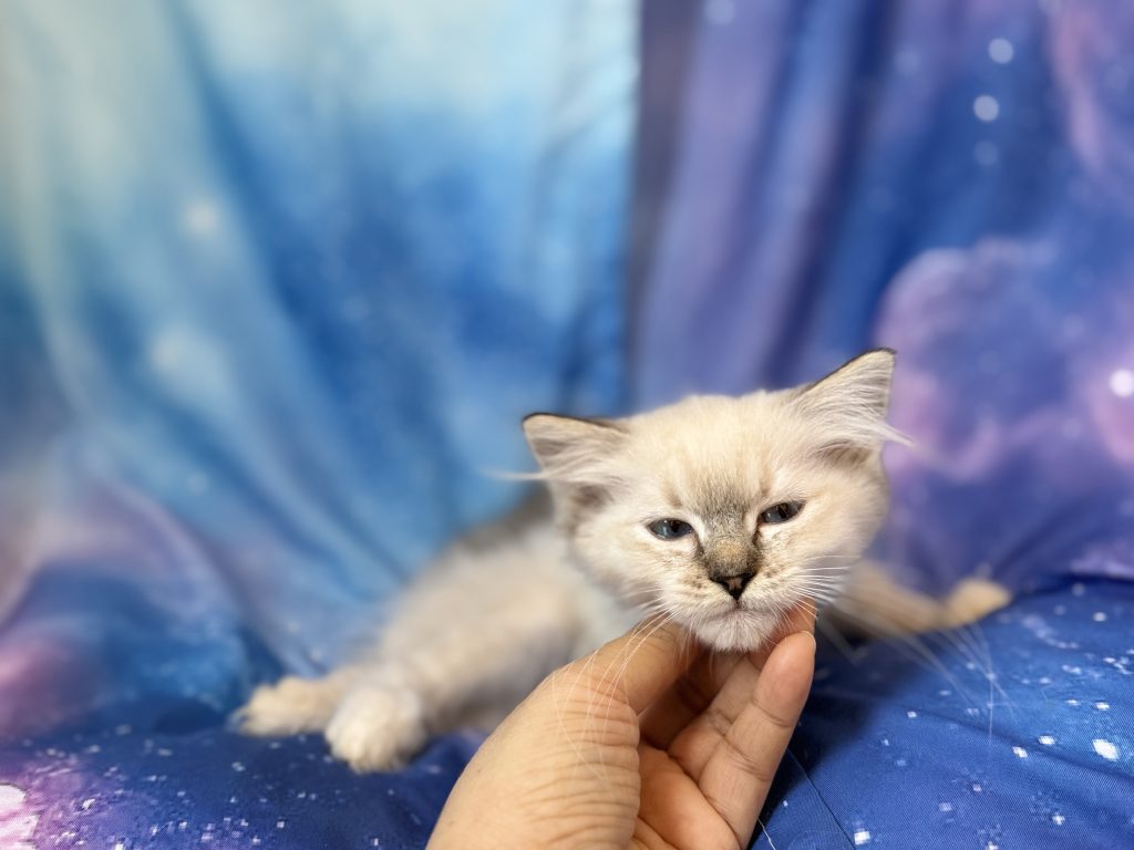 Ragdollkittens.co.uk