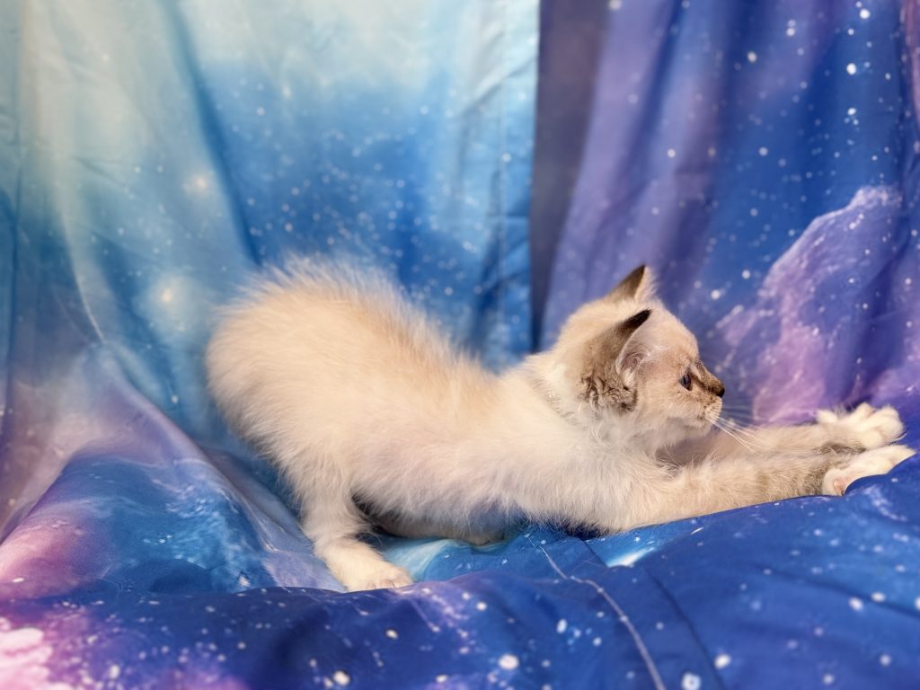 Ragdollkittens.co.uk