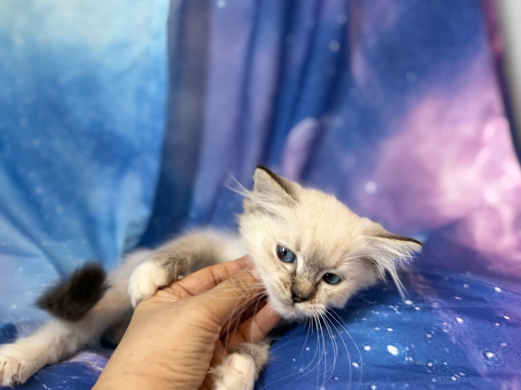 Ragdollkittens.co.uk
