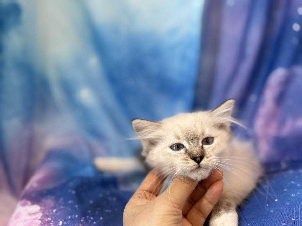 Ragdollkittens.co.uk