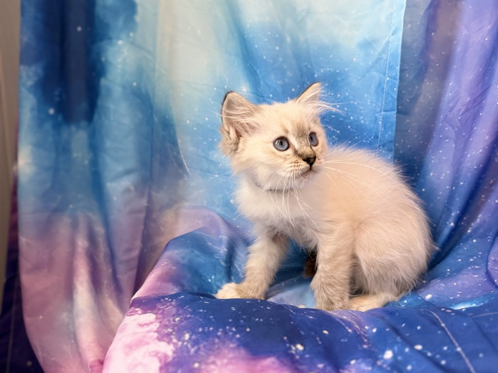 Ragdollkittens.co.uk