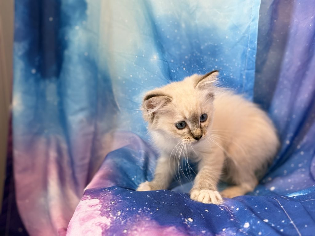 Ragdollkittens.co.uk