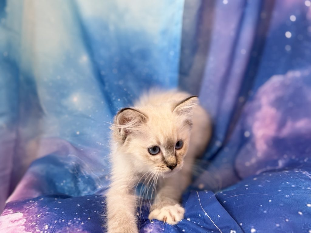 Ragdollkittens.co.uk