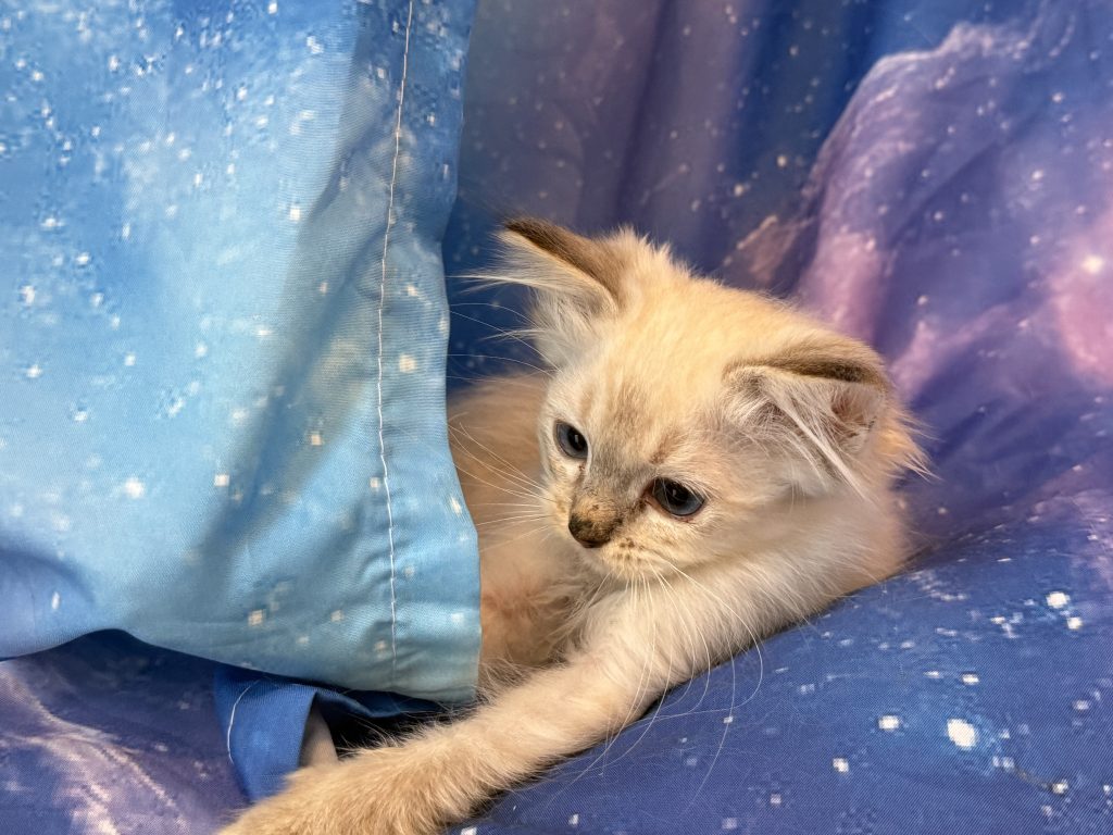 Ragdollkittens.co.uk